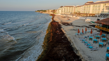 Mexico's prized beaches threatened by smelly algae invasion