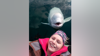 Enigmatic Beluga whale off Norway staying near humans