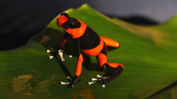 Colombian breeds rare frogs to undermine animal traffickers