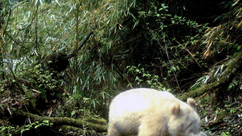 All-white panda caught on camera in Chinese nature reserve