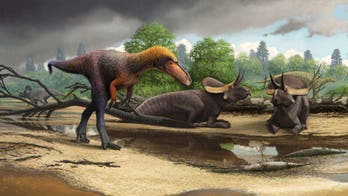 Amazing dino discovery: Fossil of tiny Tyrannosaurus rex 'relative' found