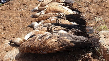 Rare Israeli vultures nearly wiped out in apparent poisoning in Golan Heights