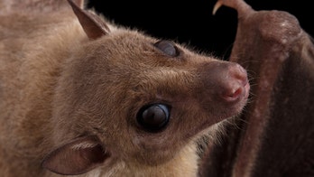 Female fruit bats take food from males in exchange for sex, study finds