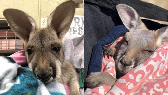 Baby kangaroo dies after escaping truck at Arkansas military base