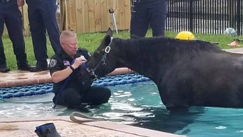 Horse rescued by sheriff's deputy from Florida pool dies, officials say