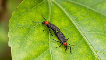 Florida man uses 'Matrix' moves to dodge swarm of lovebugs in viral video