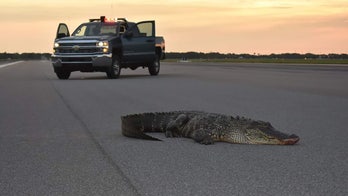 'Friendly' alligator wanders onto Florida Air Force base, lounges on runway