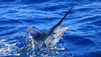 Marlin jumps into boat, slashes two fishermen: 'Like being stuck with a sword'