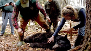 Exiled doughnut-loving bear 'staying out of trouble' after traveling thousands of miles to return home: officials