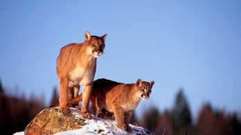 Montana men who killed mountain lion at Yellowstone sentenced to 3-year worldwide hunting ban