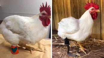 Ruby the chicken gets prosthetic leg from Oregon eco-animal sanctuary after amputation
