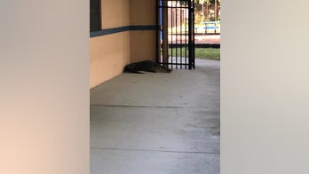 8-foot alligator visits Florida elementary school just before summer break