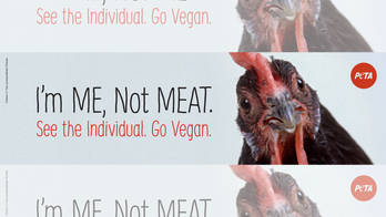 PETA planning to put 'tribute' billboard at site of Iowa truck crash that killed 2,500 chickens