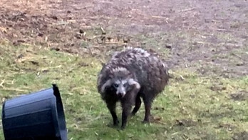 'Crazy' raccoon dog terrorizes villagers