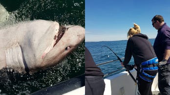 Fisherwoman reels in 1,200-lb shark after 90-minute struggle