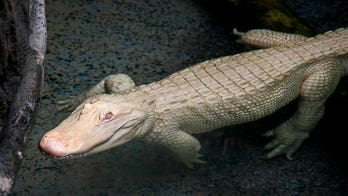 Extremely rare albino alligator arrives at Illinois zoo