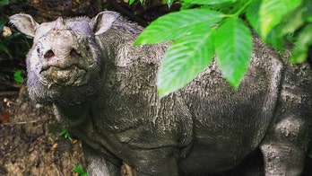 Last surviving Sumatran rhinoceros dies in Malaysia