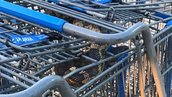 Large rat snake discovered hiding in shopping carts at Walmart in Texas