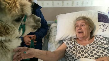 Dying woman gets wish to meet alpaca