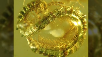 Ancient millipede walked with dinosaurs, died in a sticky trap