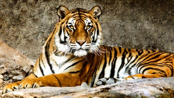 Four tiger poachers killed in shootout with police in Bangladesh, officials say