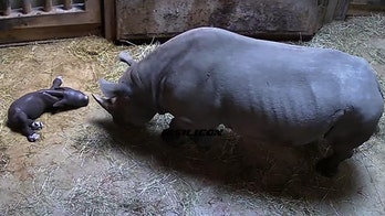 Rare eastern black rhinoceros born at Chicago zoo, officials say