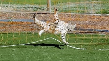 Bobcat gets tangled up in soccer net: see the photos