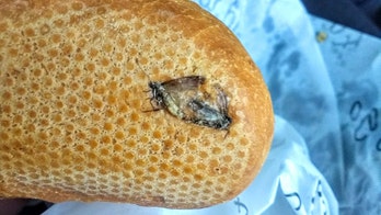 Comedian finds 2 flies smashed into roll he bought at airport: 'Extra and free protein'