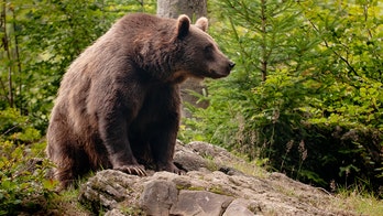 ‘Summit of the bear’ held between Spain and France after bears attack sheep