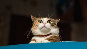 Pet cat accidentally hitches ride from Utah to Florida