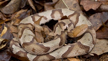 Pennsylvania woman bitten by venomous snake while doing laundry