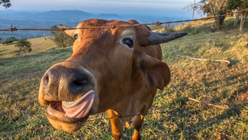 Austrians told to stop kissing cows after bizarre challenge sweeps social media