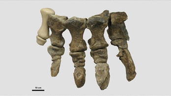 Australian dinosaur had natural 'high-heel,' researchers suggest