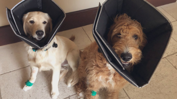 NFL star JJ Watt shares photo of 'not too happy' puppies after they'd been 'fixed'