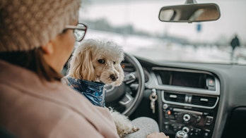 Driver passes DUI check, gets fined for having dog in lap