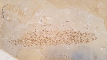 50-million-year-old fossil shows school of baby fish in their final moments