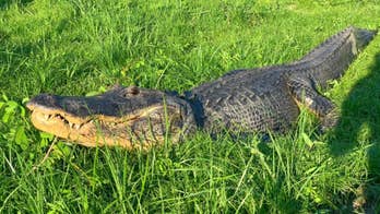 Giant alligator spotted walking down Florida street: ‘Never a dull moment’