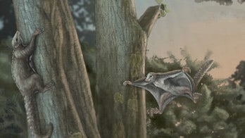 Fossils of the first winged mammals dating back 160M years, discovered