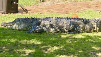 Georgia family finds massive alligator ‘sunning himself’ in front yard