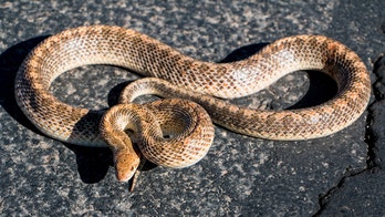 Man in New Mexico spots huge snake 'soaking in the morning sun' in front of office building