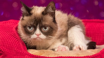 Internet sensation Grumpy Cat, 7, dead after 'complications' from infection
