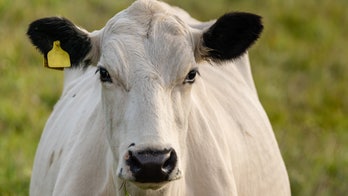 Farmer proposes to girlfriend using painted cow