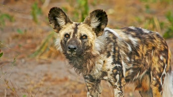 Endangered African painted dog pup killed at Florida zoo in ‘guillotine door’ accident