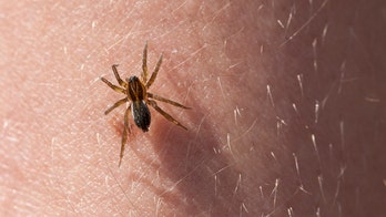 New York man flips vehicle after spider jumps on leg, sheriff's office says