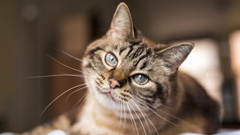 New Jersey woman charged after the cats she allegedly abandoned began to eat each other