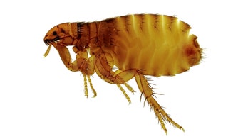 California city sees 'significant increase' in flea-borne typhus cases