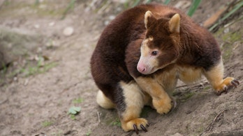 Endangered baby tree kangaroo pokes out of mom’s pouch in Mother’s Day reveal video