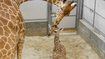 Florida zoo says baby giraffe’s birth a ‘touching tribute’ to late father