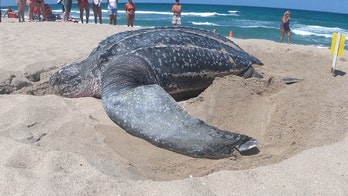 Giant leatherback sea turtle nests on Florida beach in broad daylight: ‘A rare occurrence’