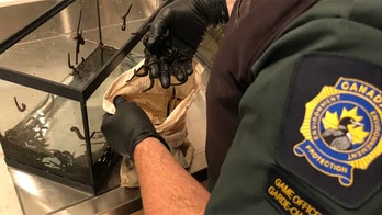 Traveler fined $15,000 for smuggling thousands of live leeches into Canadian airport